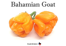 Load image into Gallery viewer, Bahamian Goat