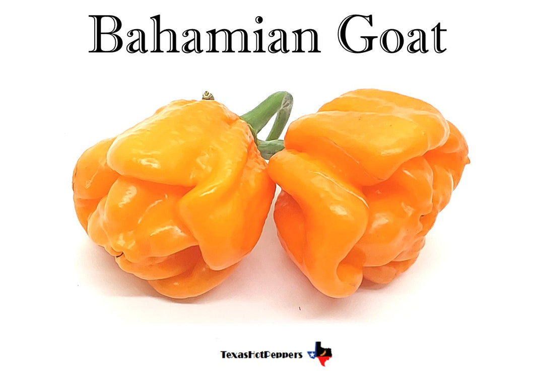 Bahamian Goat