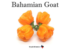 Bahamian Goat