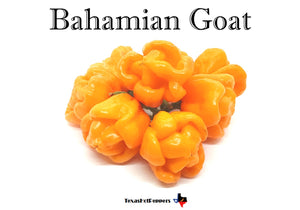 Bahamian Goat