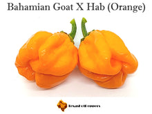 Load image into Gallery viewer, Habanero Seed Collection - 10 Different Varieties