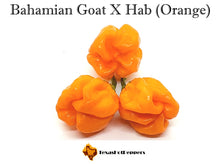 Load image into Gallery viewer, Bahamian Goat X Habanero