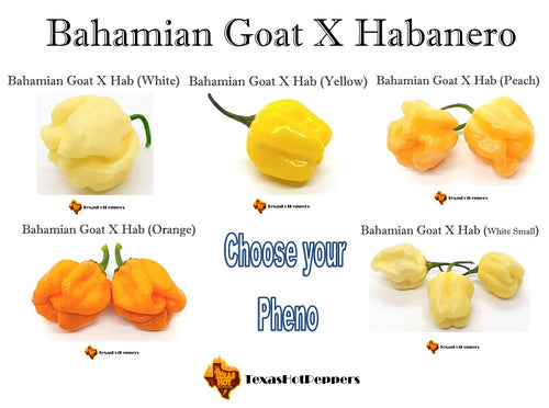 Bahamian Goat X Habanero