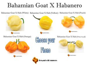 Bahamian Goat X Habanero
