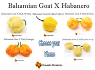 Bahamian Goat X Habanero