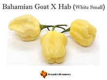 Load image into Gallery viewer, Bahamian Goat X Habanero