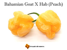 Load image into Gallery viewer, Bahamian Goat X Habanero