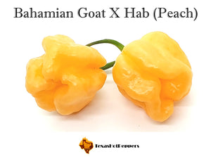 Bahamian Goat X Habanero