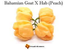 Load image into Gallery viewer, Bahamian Goat X Habanero