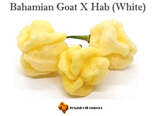 Load image into Gallery viewer, Bahamian Goat X Habanero