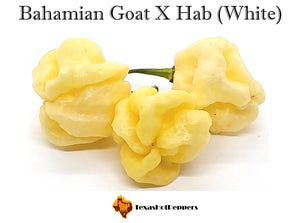 Bahamian Goat X Habanero