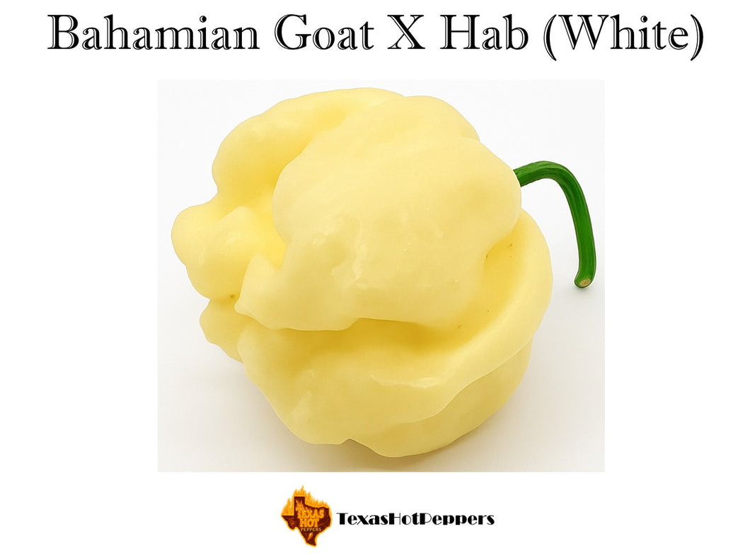 Bahamian Goat X Habanero