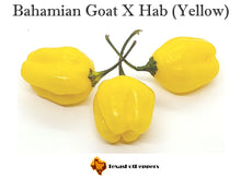 Load image into Gallery viewer, Bahamian Goat X Habanero