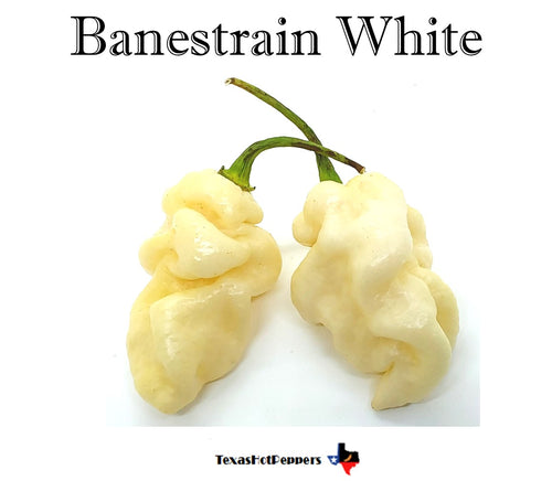 Banestrain White