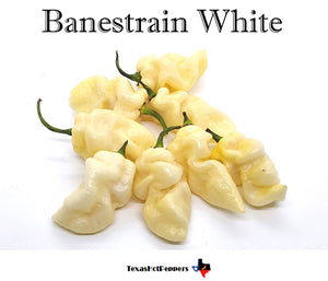Banestrain White