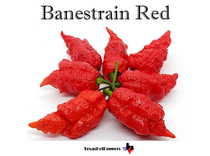 Banestrain Red