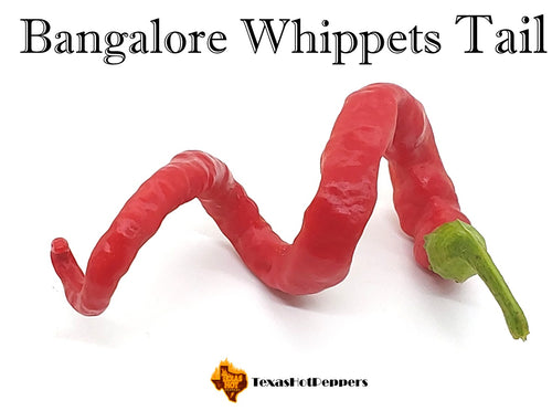 Bangalore Whippets Tail