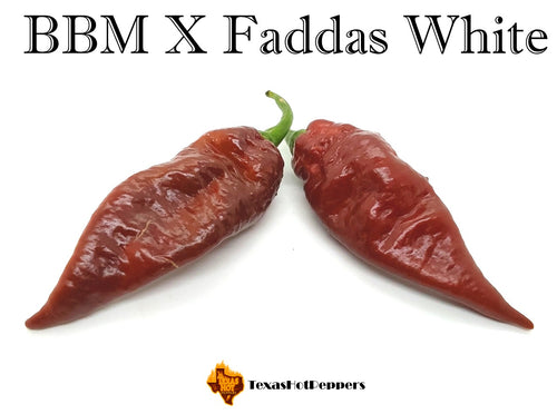 BBM X Faddas White (Chocolate)