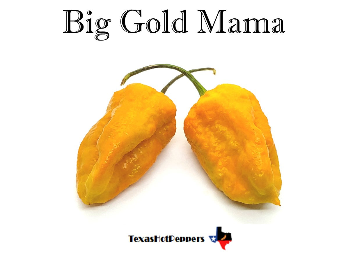 Big Mama Gold – Texas Hot Peppers