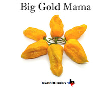 Load image into Gallery viewer, Big Mama Gold