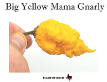 Load image into Gallery viewer, Big Yellow Mama Gnarly
