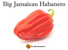 Load image into Gallery viewer, #2 Great Taste Chinense Pepper Seed Collection - 10 Different Varieties!