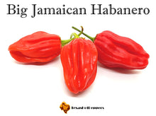 Load image into Gallery viewer, Big Jamaican Habanero