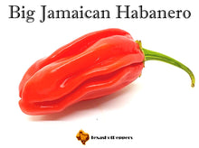 Load image into Gallery viewer, Big Jamaican Habanero