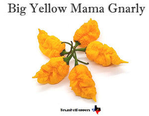 Big Yellow Mama Gnarly