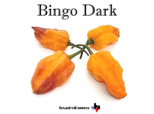 Bingo Dark