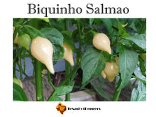 Load image into Gallery viewer, Biquinho Salmao