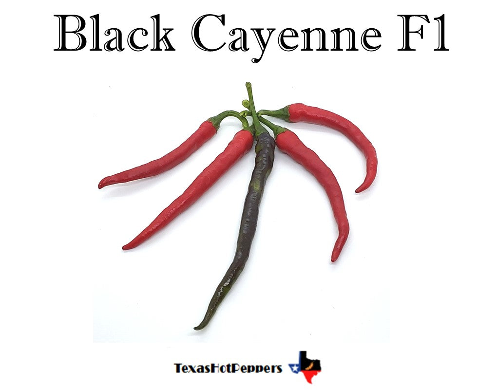 Black Cayenne F1