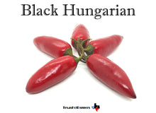 Load image into Gallery viewer, Black Hungarian