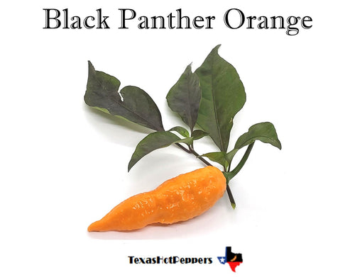 Black Panther Orange