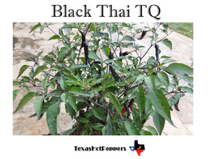 Thai Hot Pepper Seed Collection - 10 Different Varieties