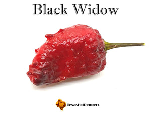 Black Widow