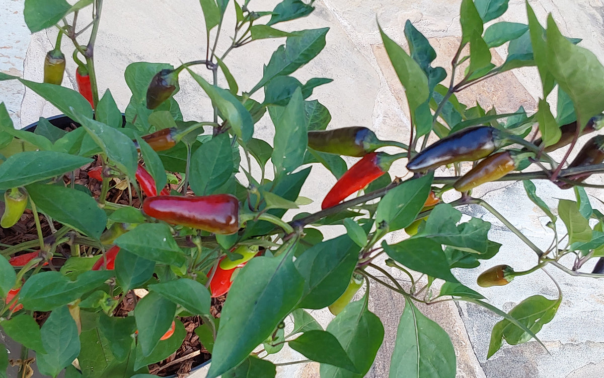 Black Gold – Texas Hot Peppers