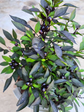 Load image into Gallery viewer, Black Pearl