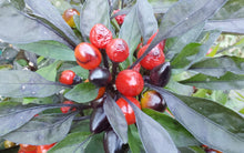 Load image into Gallery viewer, Black Pearl