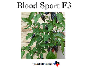 Blood Sport F3