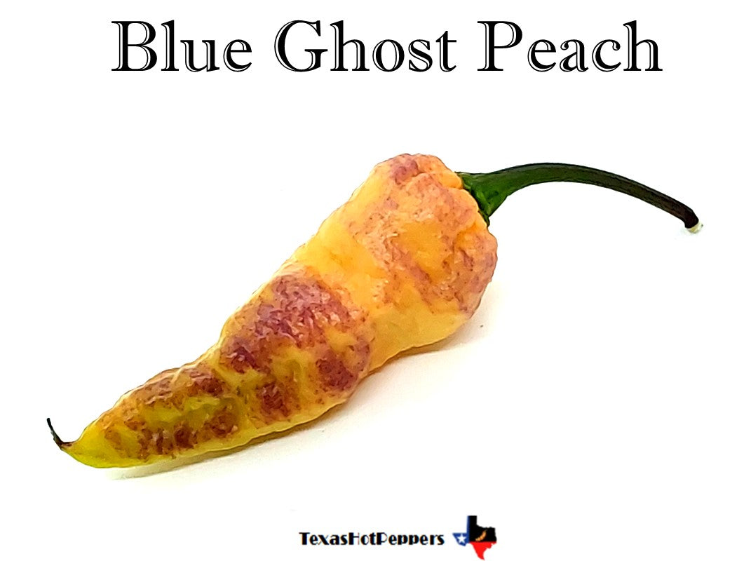 Blue Ghost Peach – Texas Hot Peppers