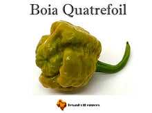 Load image into Gallery viewer, Boia Quatrefoil