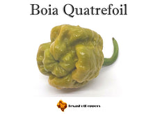Load image into Gallery viewer, Boia Quatrefoil