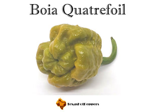 Boia Quatrefoil