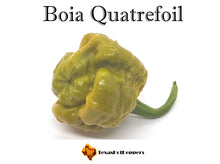 Load image into Gallery viewer, Boia Quatrefoil