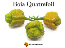 Load image into Gallery viewer, Boia Quatrefoil