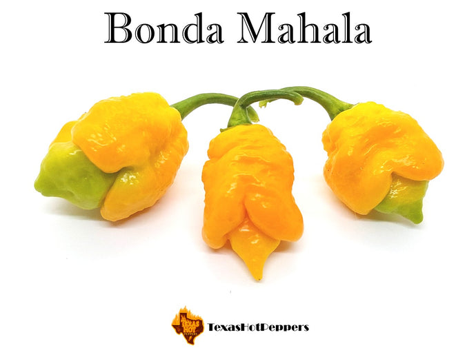 Bonda Mahala