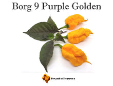 Load image into Gallery viewer, Borg 9 Purple Golden