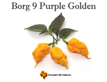 Load image into Gallery viewer, Borg 9 Purple Golden