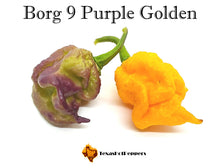 Load image into Gallery viewer, Borg 9 Purple Golden